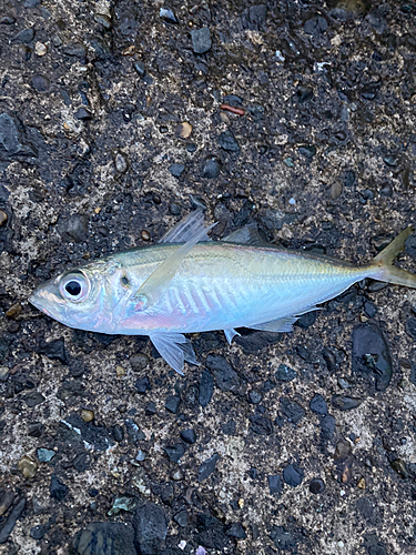 マアジの釣果