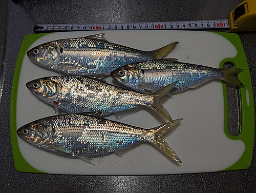 コノシロの釣果