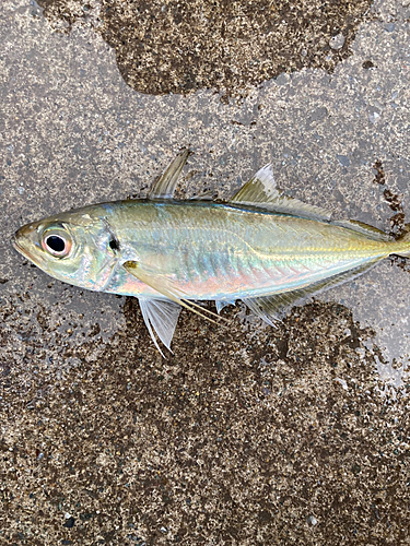 マアジの釣果