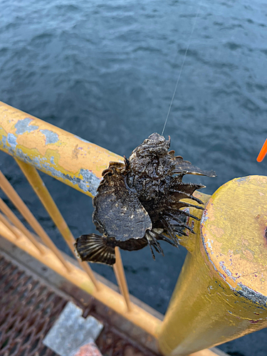 オニオコゼの釣果