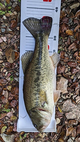 ブラックバスの釣果