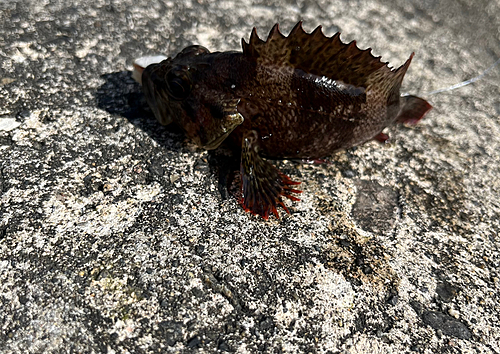 カサゴの釣果