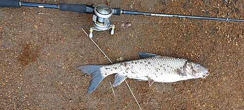 ニゴイの釣果