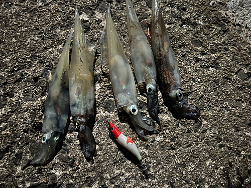 ヤリイカの釣果