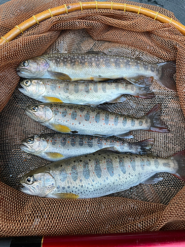 アマゴの釣果