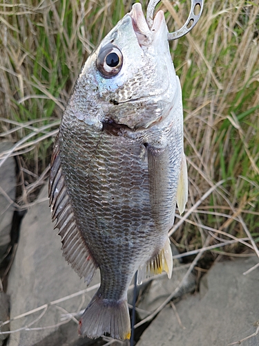 キチヌの釣果