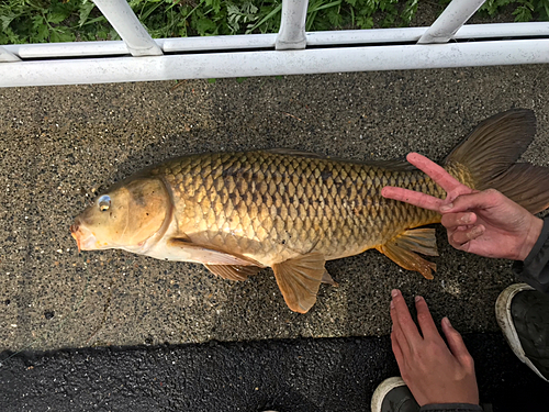 コイの釣果