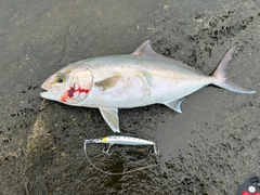 カンパチの釣果