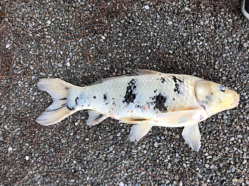 コイの釣果