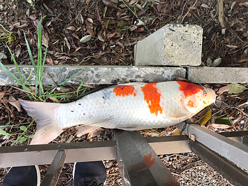 コイの釣果