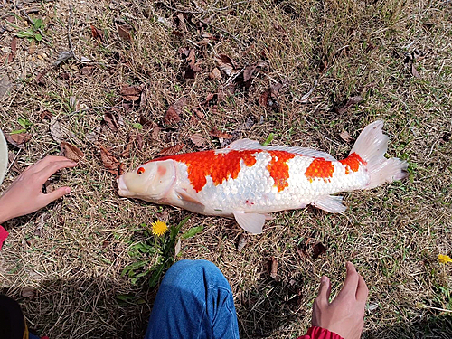 コイの釣果