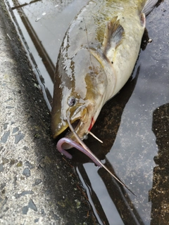 ナマズの釣果