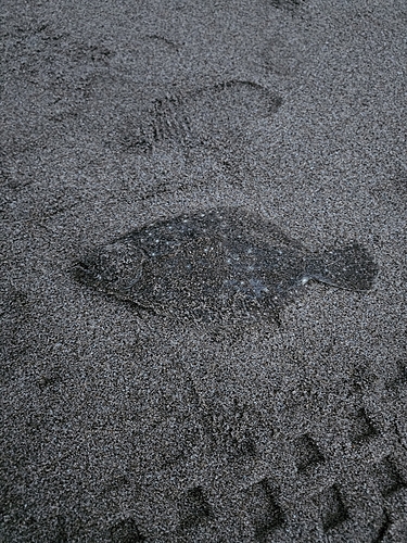 ソゲの釣果