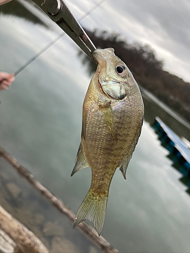 ブルーギルの釣果