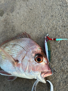 ゴウシュウマダイの釣果