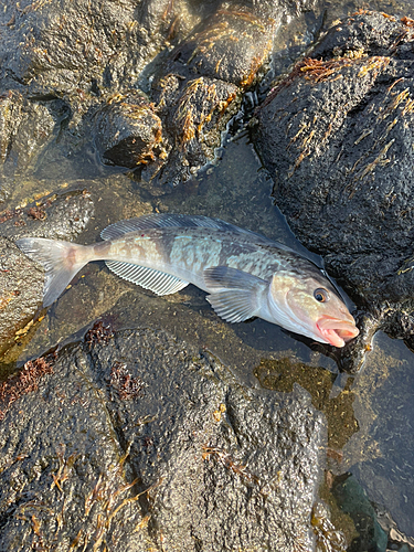 アイナメの釣果