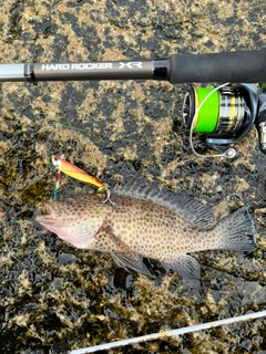 オオモンハタの釣果