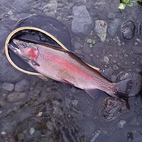 ニジマスの釣果