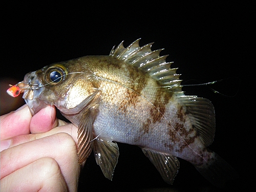 メバルの釣果