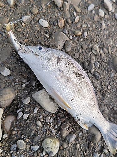 キビレの釣果