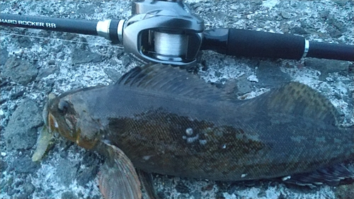 アイナメの釣果