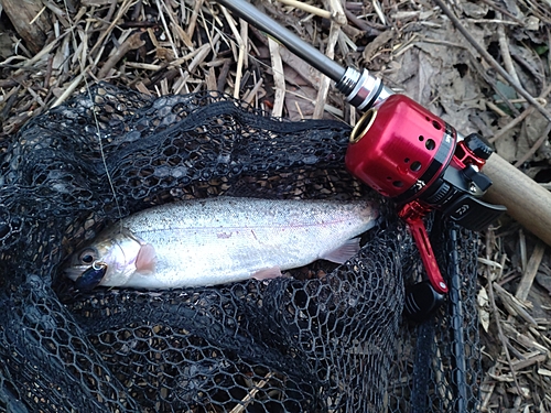 ニジマスの釣果