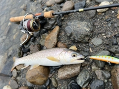 アメマスの釣果