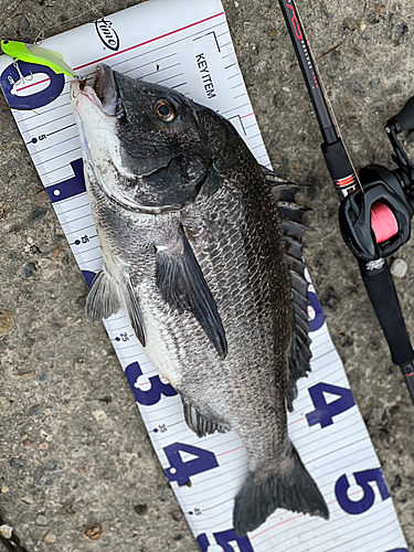 クロダイの釣果