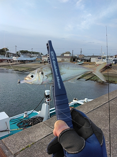 マアジの釣果