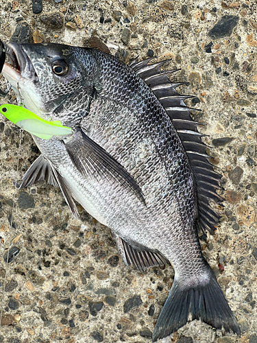 クロダイの釣果