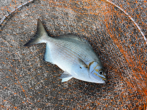 イスズミの釣果