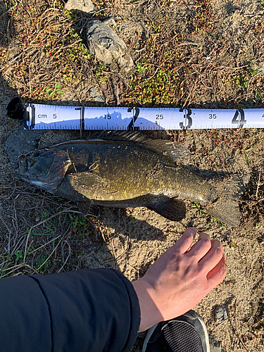 スモールマウスバスの釣果