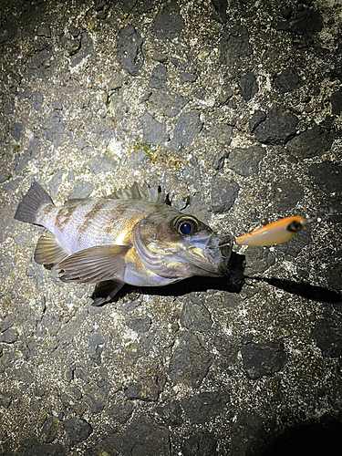 シロメバルの釣果