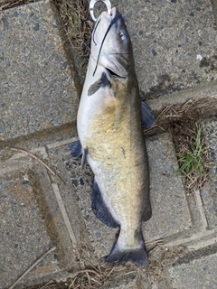 アメリカナマズの釣果