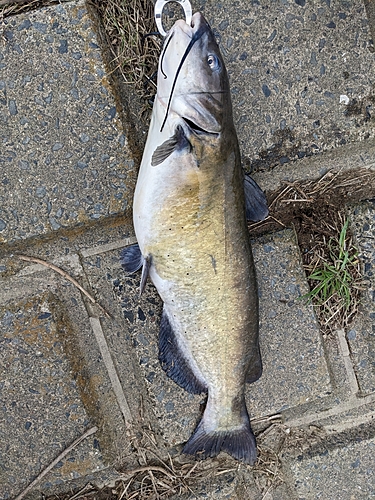 アメリカナマズの釣果