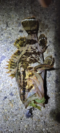 タケノコメバルの釣果