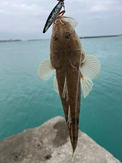 ミナミマゴチの釣果