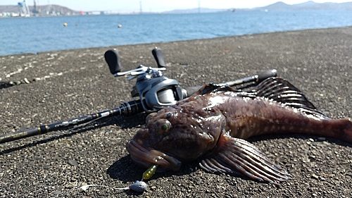 カジカの釣果