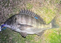 クロダイの釣果