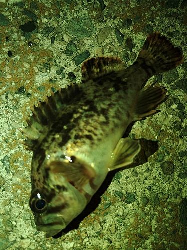 タケノコメバルの釣果