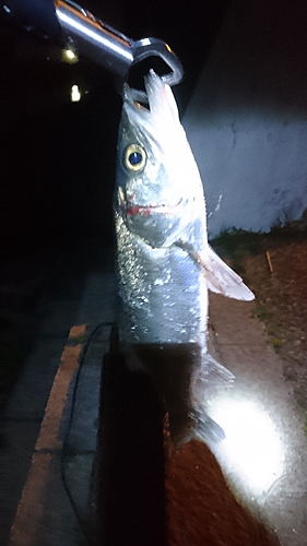 セイゴ（マルスズキ）の釣果