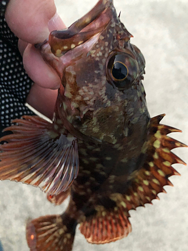 カサゴの釣果