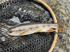 アマゴの釣果