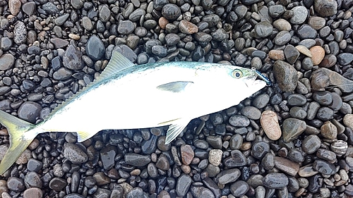 メジロの釣果