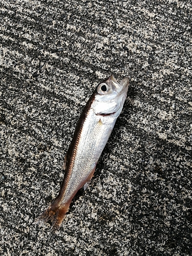 クロムツの釣果