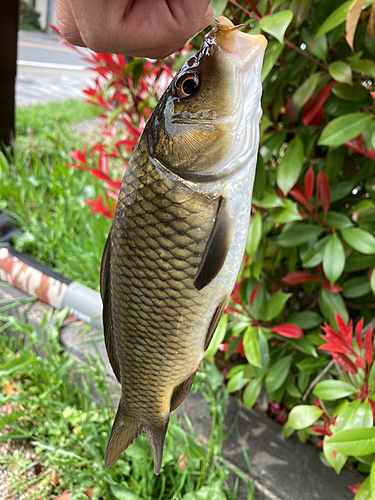 コイの釣果