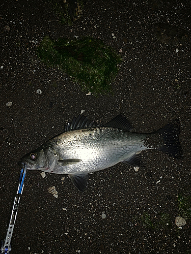 セイゴ（ヒラスズキ）の釣果