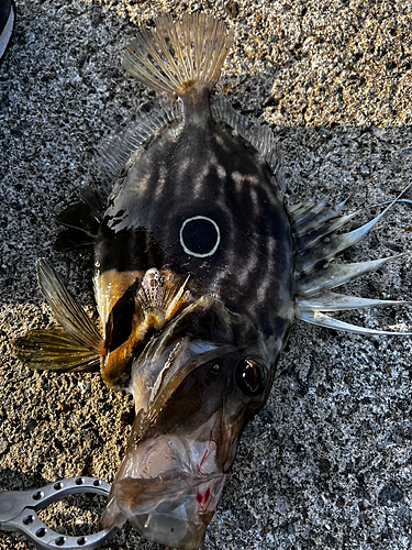 マトウダイの釣果