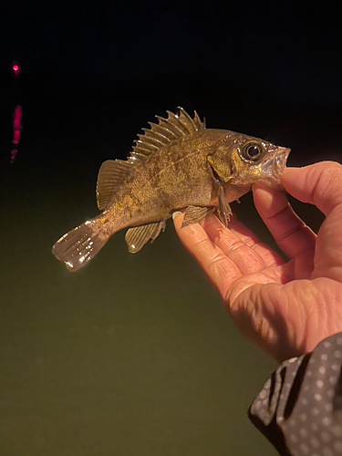 メバルの釣果