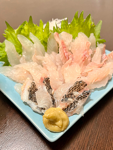 タカノハダイの釣果